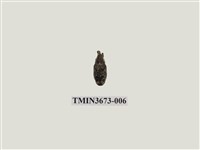 藏品(象鼻蟲(1))的圖片